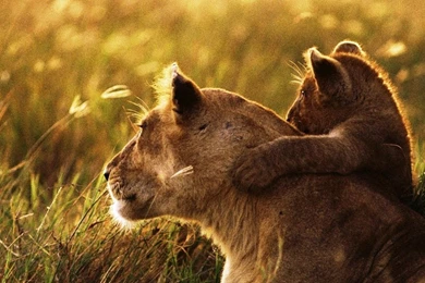 Download Wallpapers 3840x1200 Lion, Lion Cub, Family, Cub, Caring ...