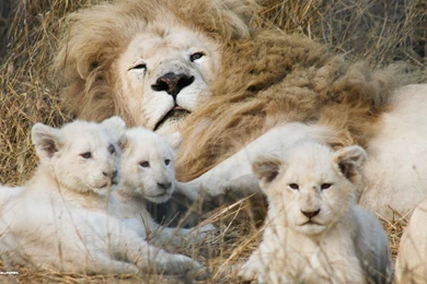 White Lion Cubs   Wallpaper.