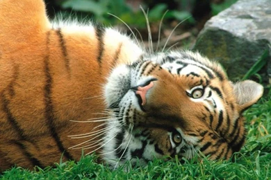 Animals Wallpapers Siberian Tiger Photos Of Download Best Computer ...