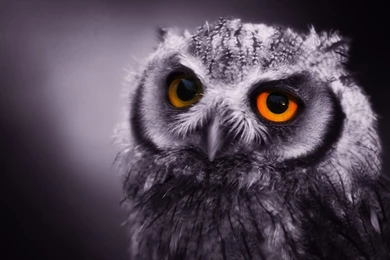 Computer, Backgrounds, Night, Wallpaper, Animals (