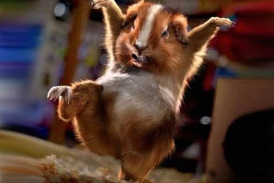 Funny Animal Desktop Backgrounds