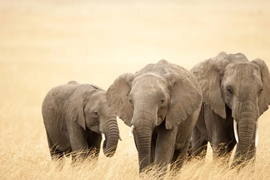 Animal Elephant Wallpaper Backgrounds.jpg