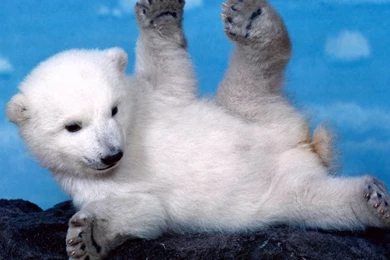 Hd Animals Wild Animals Wallpapers