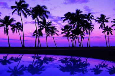 Palm Trees Wallpapers Beach Wallpapers Desktop Background