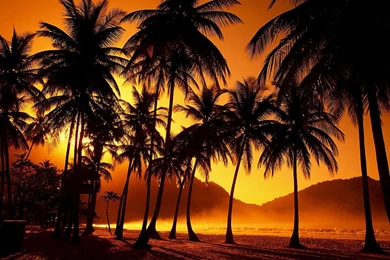 California Palm Trees   Wallpaper.