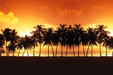 Palm Tree Backgrounds