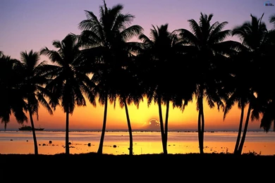 Wallpapers Ocean, Sunset, Cook Islands, Palm, Palm Trees At Sunset ...