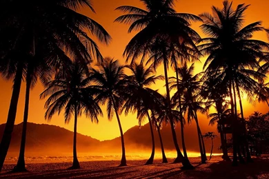 Beach Sunset Palm Tree Tumblr