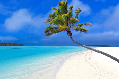 Gallery For   Desktop Wallpapers Palms