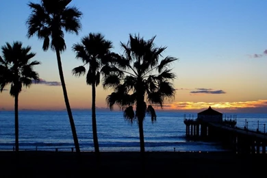 Sunrise Beach Palm Tree   Wallpaper.