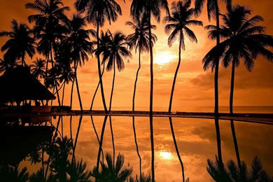 Sunrise Beach Palm Tree   Wallpaper.