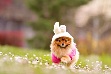 Desktop adorable dog images dowload.jpg