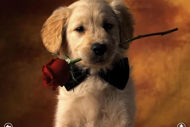 Puppies Adorable Wallpapers For New iPad   Great HD Photo Screen ...