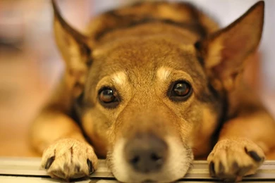 Adorable Wallpapers   Teddybear64 Wallpapers (19829109)   Fanpop