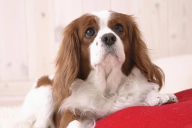 Adorable Wallpapers   Teddybear64 Wallpapers (19829148)   Fanpop