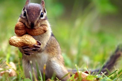 Cute Animals Wallpapers