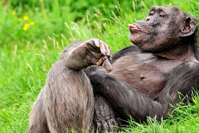 1920x1080 Funny Chimpanzee Wallpapers