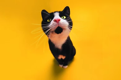 1920x1080 Funny Cat Staring Desktop PC And Mac Wallpapers