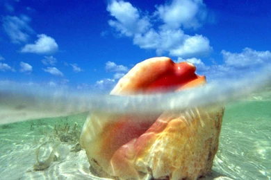 Ocean Life Wallpapers Murals   Just For Sharing