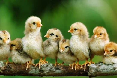 Chicken Cute Backgrounds Desktop 4441 Hd Wallpapers