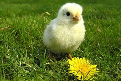 Chicken Wallpapers Desktop Hd Pictures