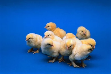Free Wallpapers Cute Chickens Wallpapers