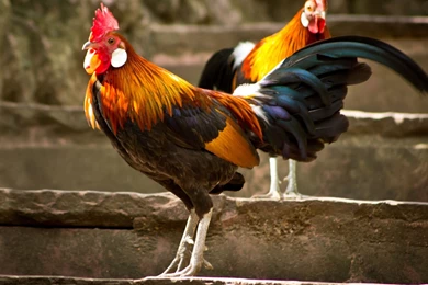 10 Rooster HD Wallpapers