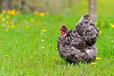 Chicken Wallpapers Hd   Free Android Application   Createapk.com