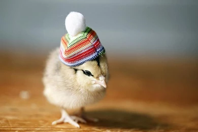 Chicken In Hat   (