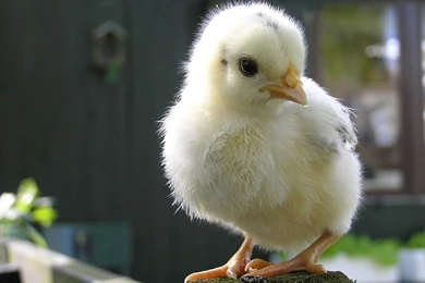 Desktop Wallpapers » Animals Backgrounds » White Chicken » Www ...