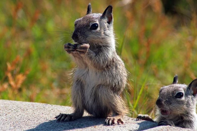 Animals Wallpapers   HD Desktop Backgrounds   Page 56