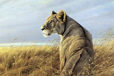 Gallery For   Drawing Of Animals Wallpapers