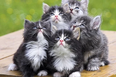 Animals Wallpapers Free Download   Wallpapers HD Wide