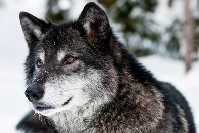 Gallery For   Wild Animals Wallpapers Free Download