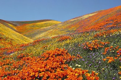 Spring Wallpapers 1440X900 Wallpapers 21150