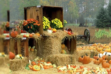 Fall Wallpapers Hd Wallpaper Backgrounds Desktop