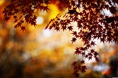 HD Autumn Wallpapers