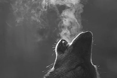 Dogs: Sometimes They're Derpy, Sometimes They're Awesome, But I ...