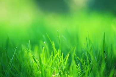 Green Grass Field HD Desktop Wallpapers   New HD Wallpapers