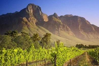 Vineyard South Africa Wallpapers 32548
