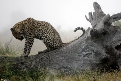 35664_1600x1200 wallpaper cb1320236948.jpg