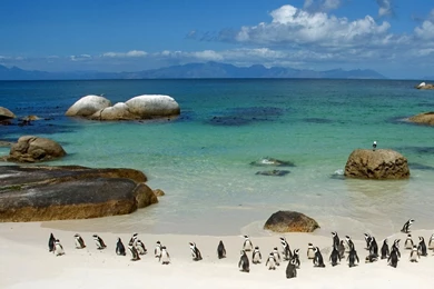 Penguins On Boulder Beach, South Africa