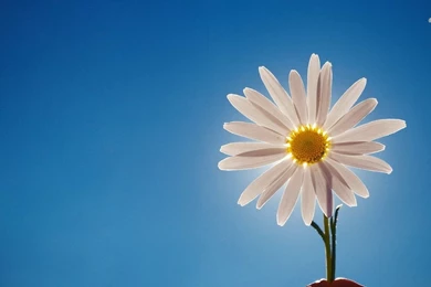 Daisy Wallpapers   Flower Wallpapers