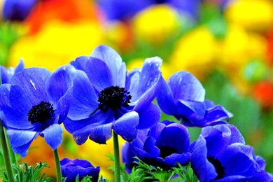 Special Blue Flowers Hd Desktop Wallpapers 1024x768 For 17 inch ...