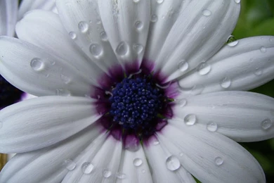 Flower Wallpapers For Desktop Wallpapers   649532