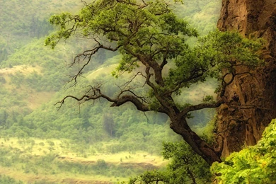 Nature Mountain Range Fog Sunrise Landscape Tree Mac Ox Ultrahd 4k ...