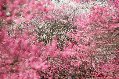 Gallery For   Wallpapers Of Spring Flowers