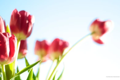 Spring Flowers Wallpapers   194309