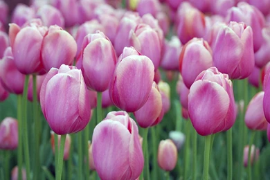 Spring Snowdrops Wallpapers   Flowers Wallpapers (32897795)   Fanpop