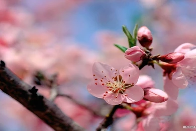 Free Wallpapers   Free Flower Wallpapers   Spring Flower Wallpapers ...